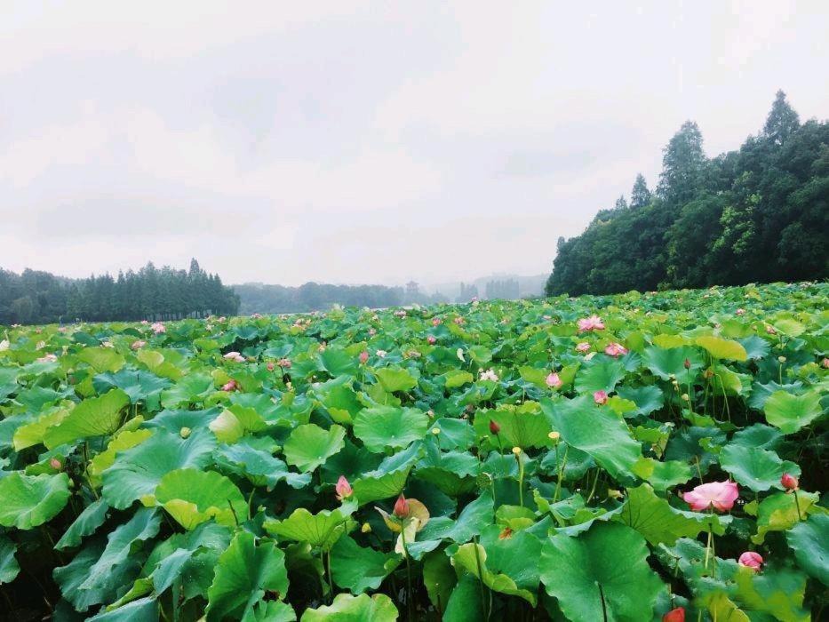 Photo of Others in Yanfeng District