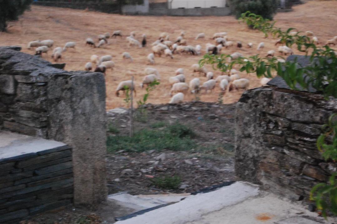 Photo of Others in Vila Nova de Foz Coa