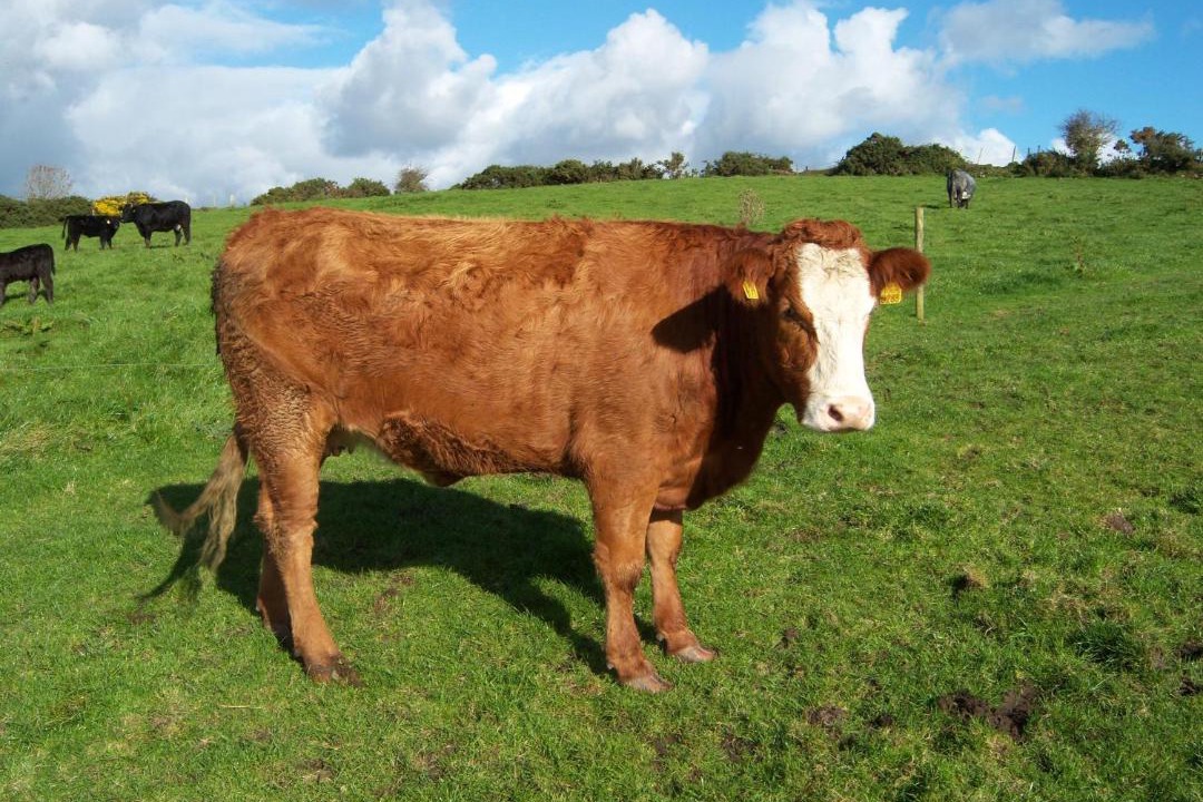 Photo of Others in Kilcoman