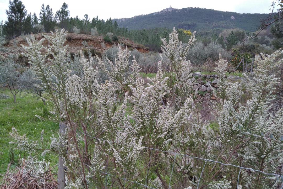 Photo of Outdoor in Montes da Senhora