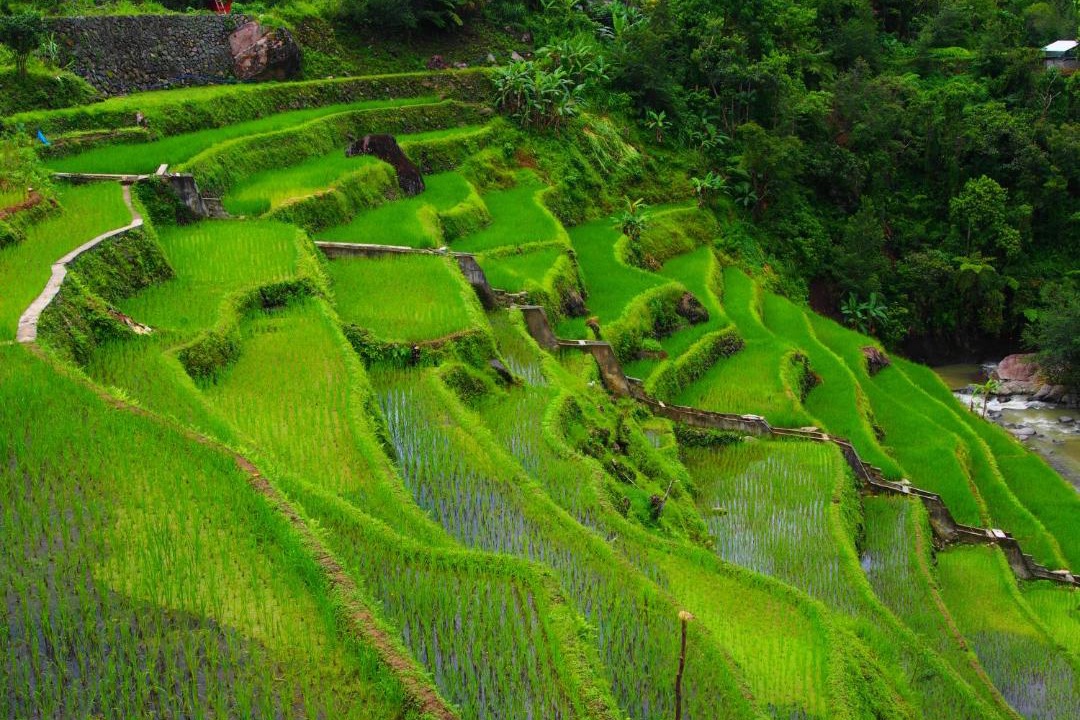 Photo of Others in Banaue
