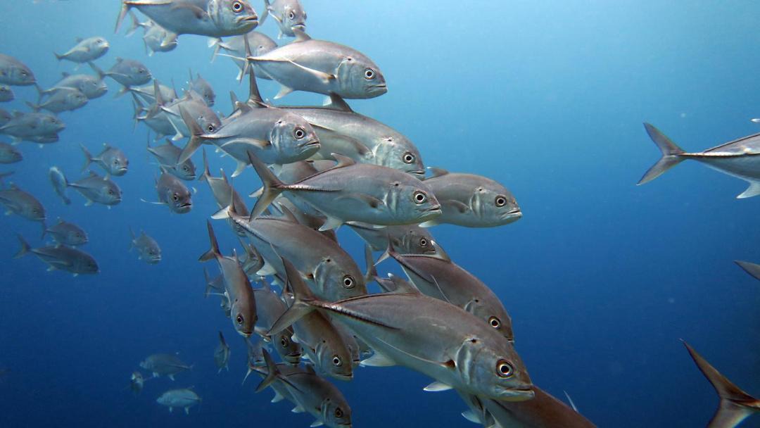 Photo of Others in El Nido